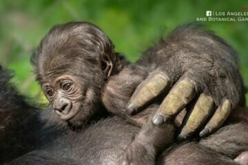 WATCH: LA Zoo welcomes first baby gorilla in over 20 years