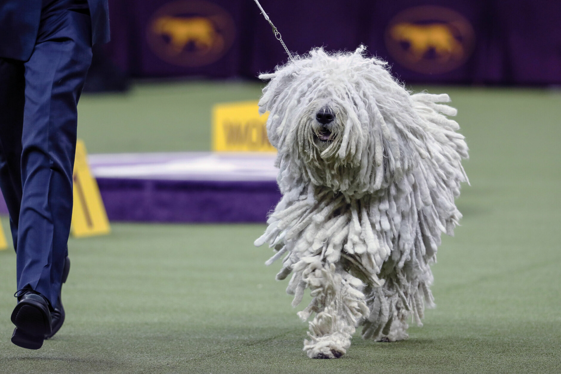 westminster kennel club dog show 2020