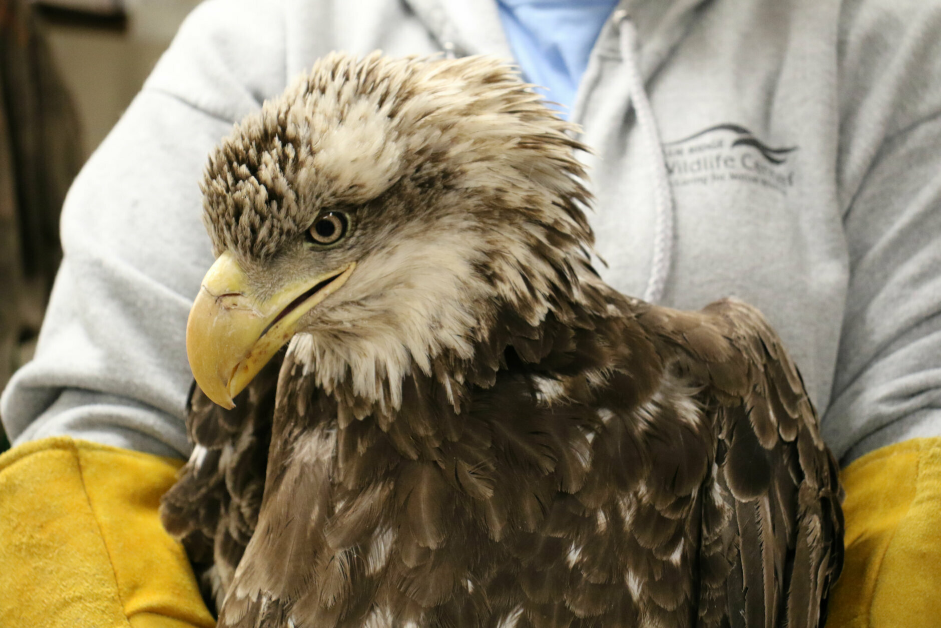 A Bald Eagle is treated for lead poisoning. 