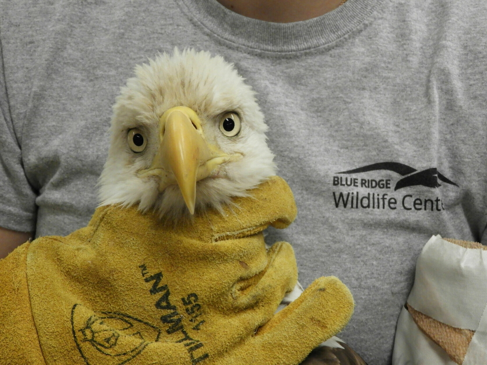 Jennifer Riley and her team are currently taking care of three bald eagles found in Stafford County and one in Loudoun County suffering from lead poisoning.