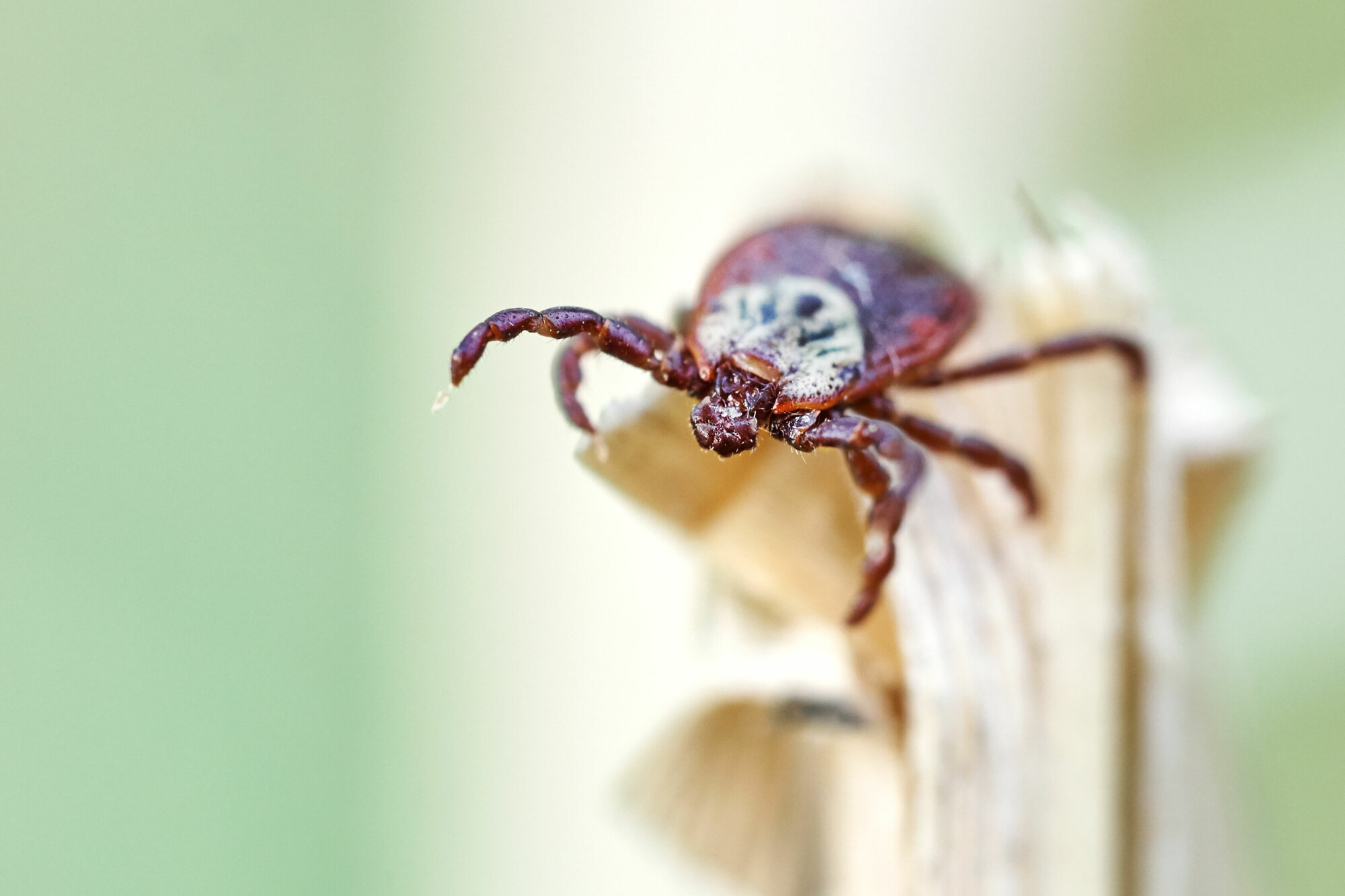 Mild winter weather means ticks might be more active than usual WTOP News