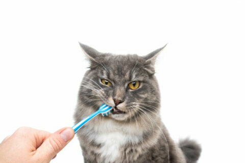 Home dental care and your pet