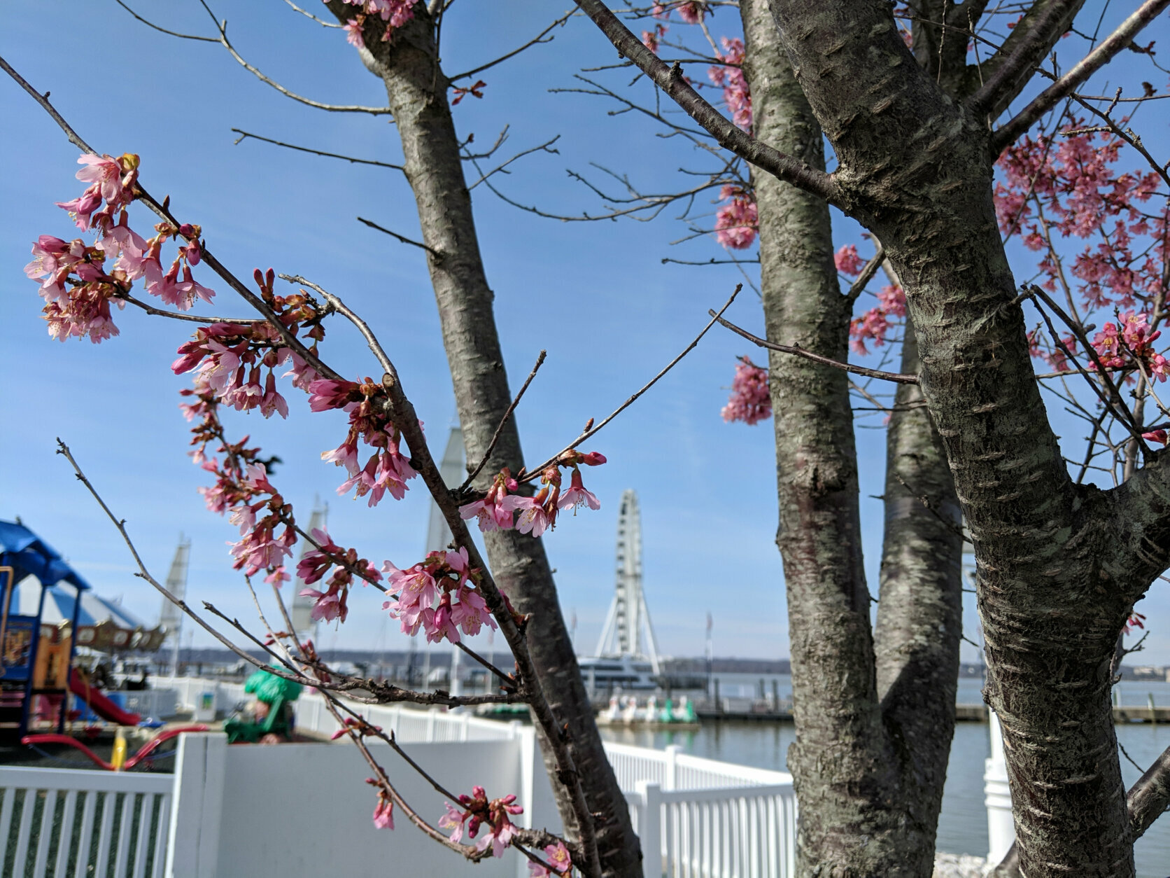 A view of the blossoms on the young cherry trees at National Harbor in 2019.
