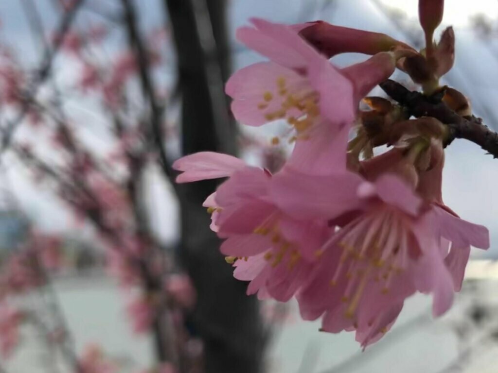 Miles from the Tidal Basin, an alternative for cherry blossom lovers