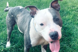 <p>If you’re looking for a smiley, adventurous, and energetic friend, look no further than the lovable Nino! Nino is 59 pounds of pure joy, and loves being by your side, playing with toys, and rolling around in the grass. Nino is a high-energy dog, so an active family that enjoys walks and playtime would be a great fit. Nino is working on his basic manners and is very smart and responsive to training. Think this sweet, 2-year-old pup is the one for you? Learn more about Nino and how to set up a virtual meet and greet at humanerescuealliance.org/adopt.</p>
