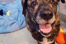 <p>Meet Prince! He’s a 10-year-old heartthrob ready to find his soulmate. He&#8217;s shy and quiet at first but after a few ear rubs you&#8217;ll get to see the sweet, snuggly guy who is looking for his couch companion. Prince came to the Humane Rescue Alliance after his previous owner passed away and we’d love nothing more than to help find this  84 pound lap dog a new home. As an added bonus, if you&#8217;re over 50, Prince’s adoption fee is waived as part of HRA’s Boomer&#8217;s Buddies program!</p>
