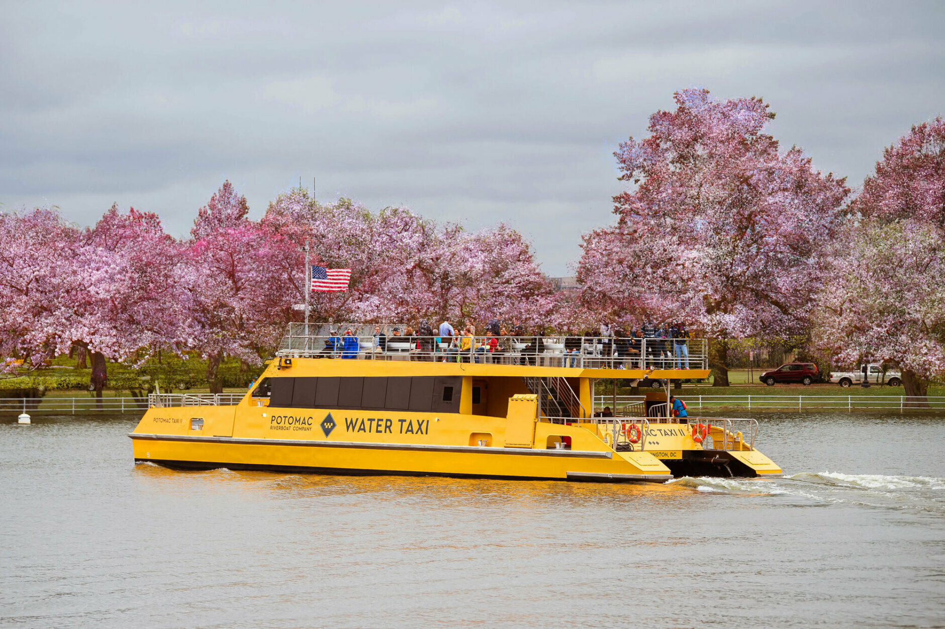 Consider launching your visit to the cherry blossoms via a water taxi leaving from National Harbor.