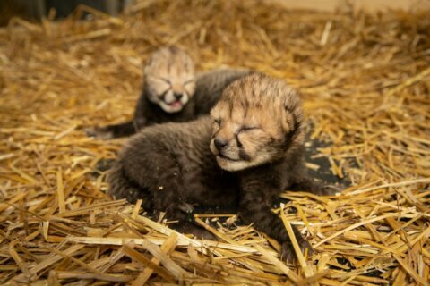 Smithsonian researchers welcome first cheetah cubs born from embryo transfer