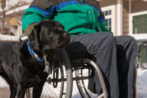 Feds considering new rules for service animals on flights