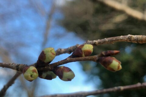 Hey (green) bud! DC cherry blossom trees reach 1st bloom stage