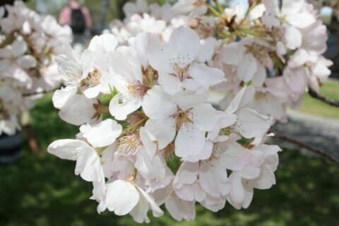 National Cherry Blossom Festival makes schedule changes amid coronavirus outbreak
