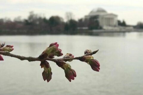 DC cherry blossoms reach peduncle elongation stage