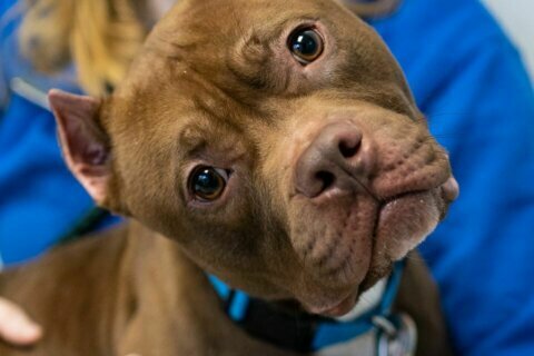 Pets still need homes, even in an outbreak: ‘Serious adopters’ wanted