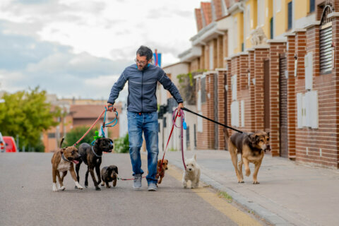 Consumers group urges caution using app-based, on-demand dog walkers