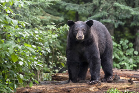 Another DC-area bear sighting. What to do if you encounter one