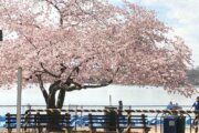 Cherry blossoms reach final stage before peak bloom