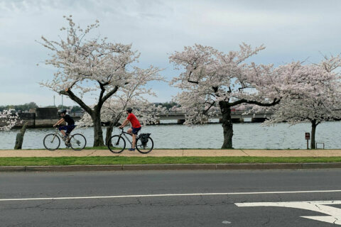 As DC cherry blossom peak bloom looms, group launches online camera for viewers