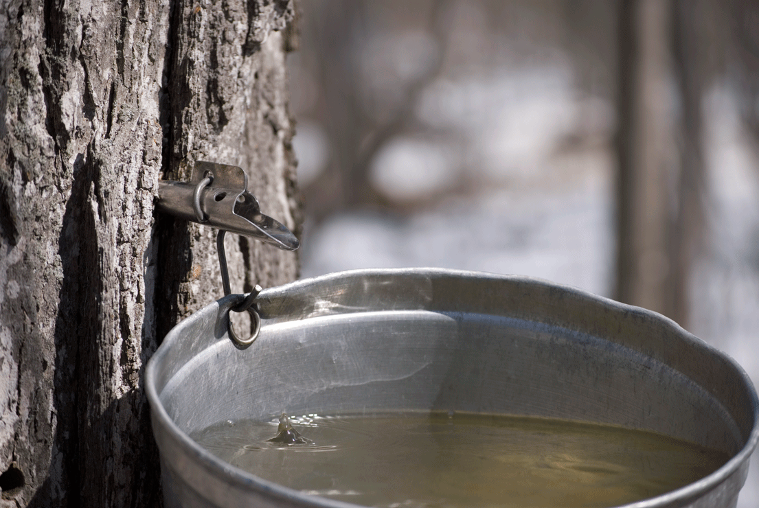 types of maple trees for syrup