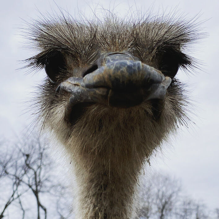 https://wtop.com/wp-content/uploads/2020/03/ostrichcloseup.jpg