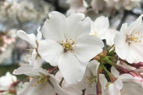 DC cherry blossoms reach peak bloom
