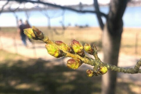 DC cherry blossoms reach 3rd stage of bloom