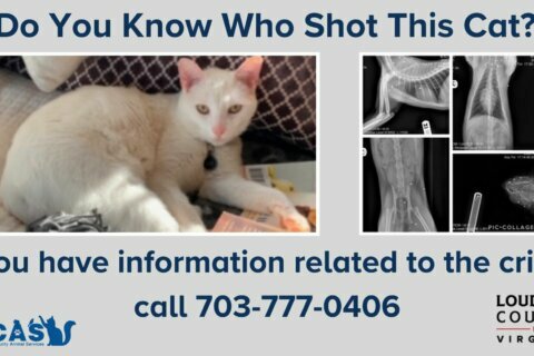 Cat shot in Loudoun Co.; animal services seeks info