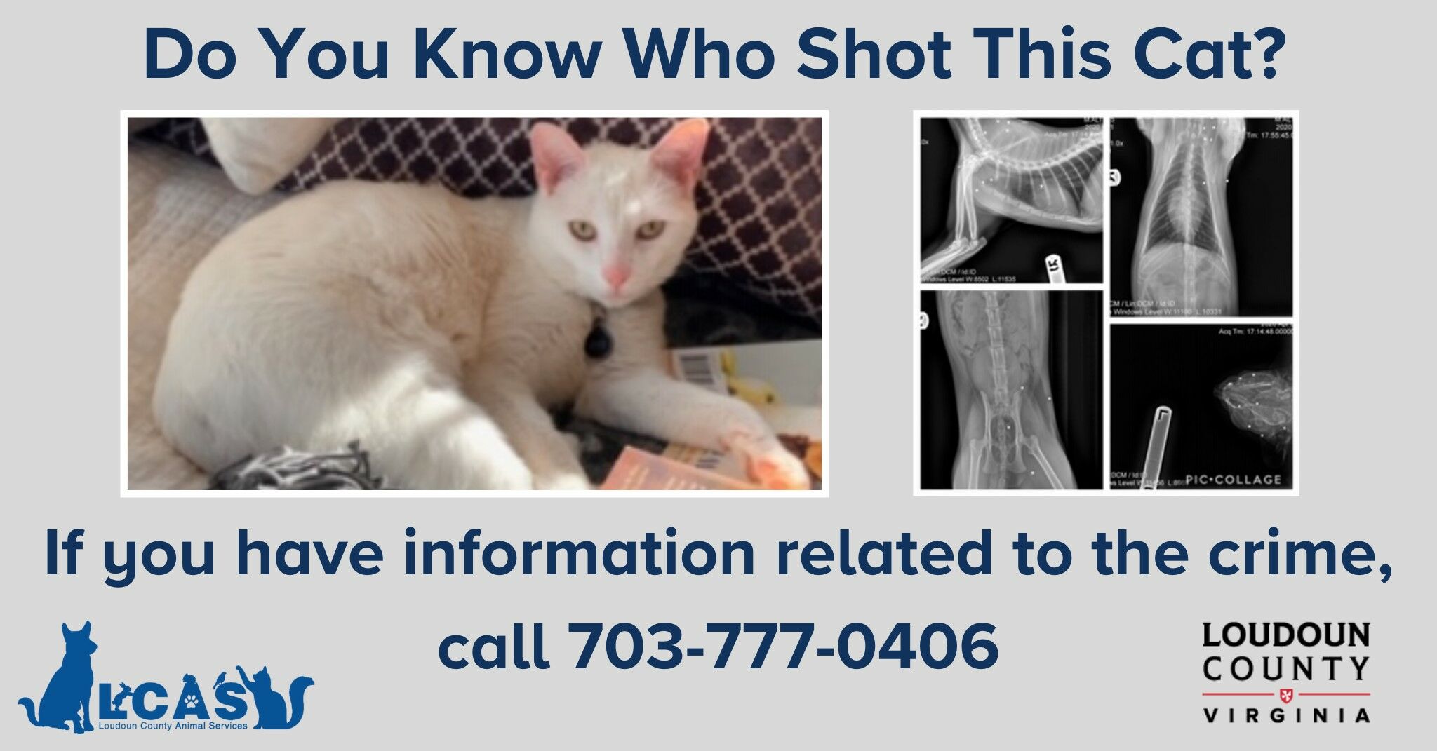 Cat shot in Loudoun Co.; animal services seeks info - WTOP News