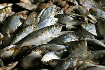 fish stacked