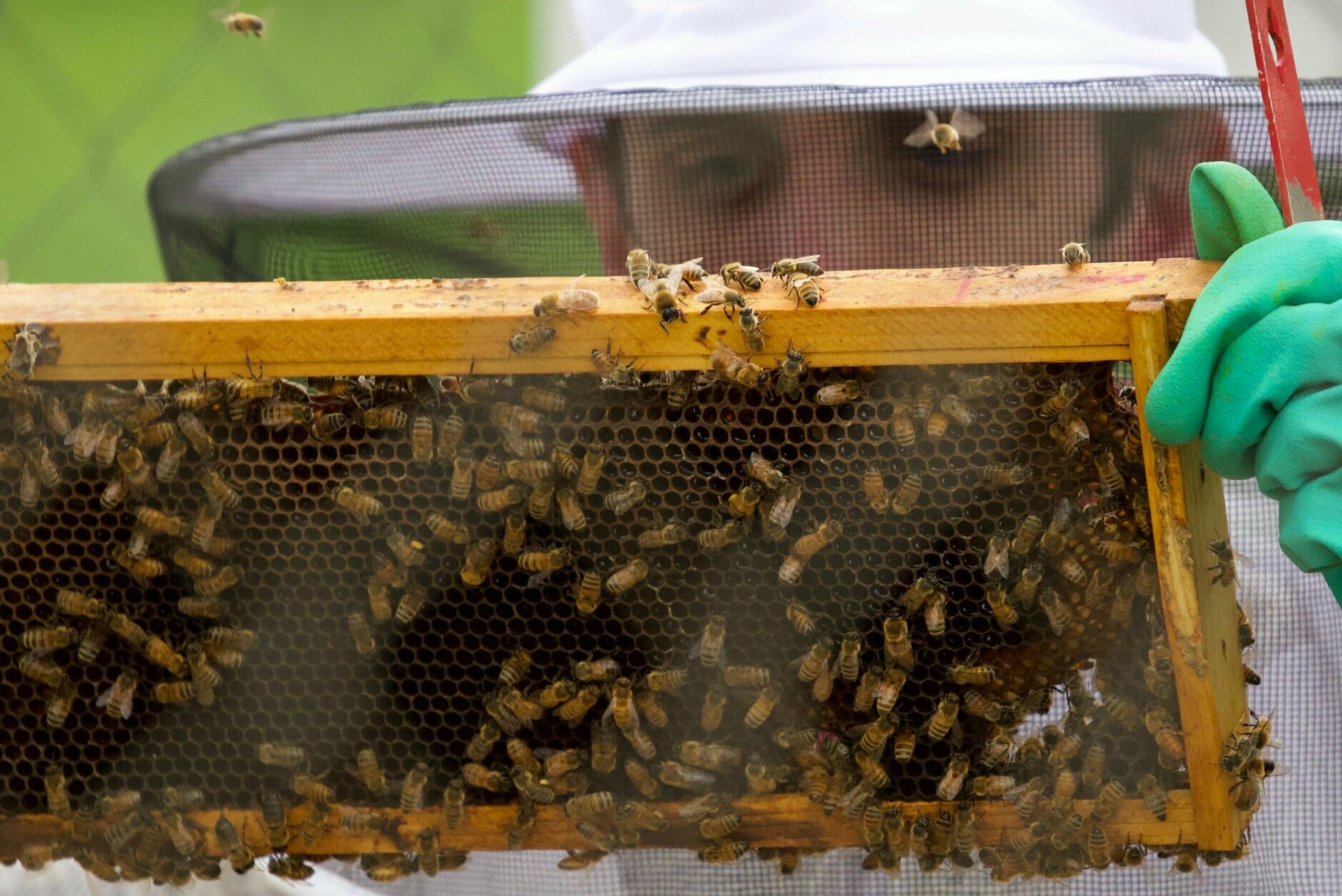DC resident Bob Alright with bees