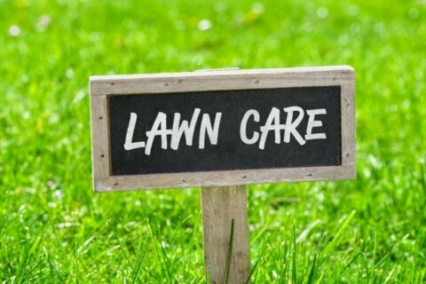 Spring is here! How to get started with an organic lawn care plan