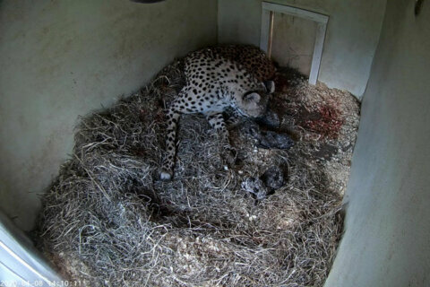 Litter of cheetah cubs born at Virginia Smithsonian facility