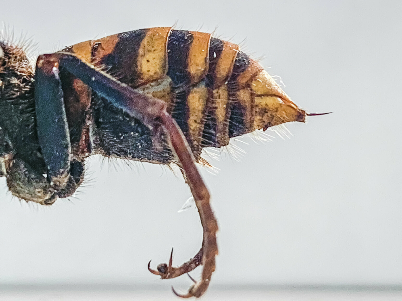 <p>In this Dec. 30, 2019, photo provided by the Washington State Department of Agriculture, the stinger of a dead Asian giant hornet is photographed in a lab in Olympia, Wash. The world&#8217;s largest hornet, a 2-inch long killer with an appetite for honey bees, has been found in Washington state and entomologists are making plans to wipe it out. Dubbed the &#8220;Murder Hornet&#8221; by some, the Asian giant hornet has a sting that could be fatal to some humans. It is just now starting to emerge from hibernation. (Karla Salp/Washington State Department of Agriculture via AP)</p>
