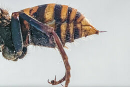 <p>In this Dec. 30, 2019, photo provided by the Washington State Department of Agriculture, the stinger of a dead Asian giant hornet is photographed in a lab in Olympia, Wash. The world&#8217;s largest hornet, a 2-inch long killer with an appetite for honey bees, has been found in Washington state and entomologists are making plans to wipe it out. Dubbed the &#8220;Murder Hornet&#8221; by some, the Asian giant hornet has a sting that could be fatal to some humans. It is just now starting to emerge from hibernation. (Karla Salp/Washington State Department of Agriculture via AP)</p>
