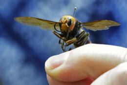 <p>An Asian giant hornet from Japan is held on a pin by Sven Spichiger, an entomologist with the Washington state Dept. of Agriculture, Monday, May 4, 2020, in Olympia, Wash. The insect, which has been found in Washington state, is the world&#8217;s largest hornet, and has been dubbed the &#8220;Murder Hornet&#8221; in reference to its appetite for honey bees, and a sting that can be fatal to some people. (AP Photo/Ted S. Warren)</p>
