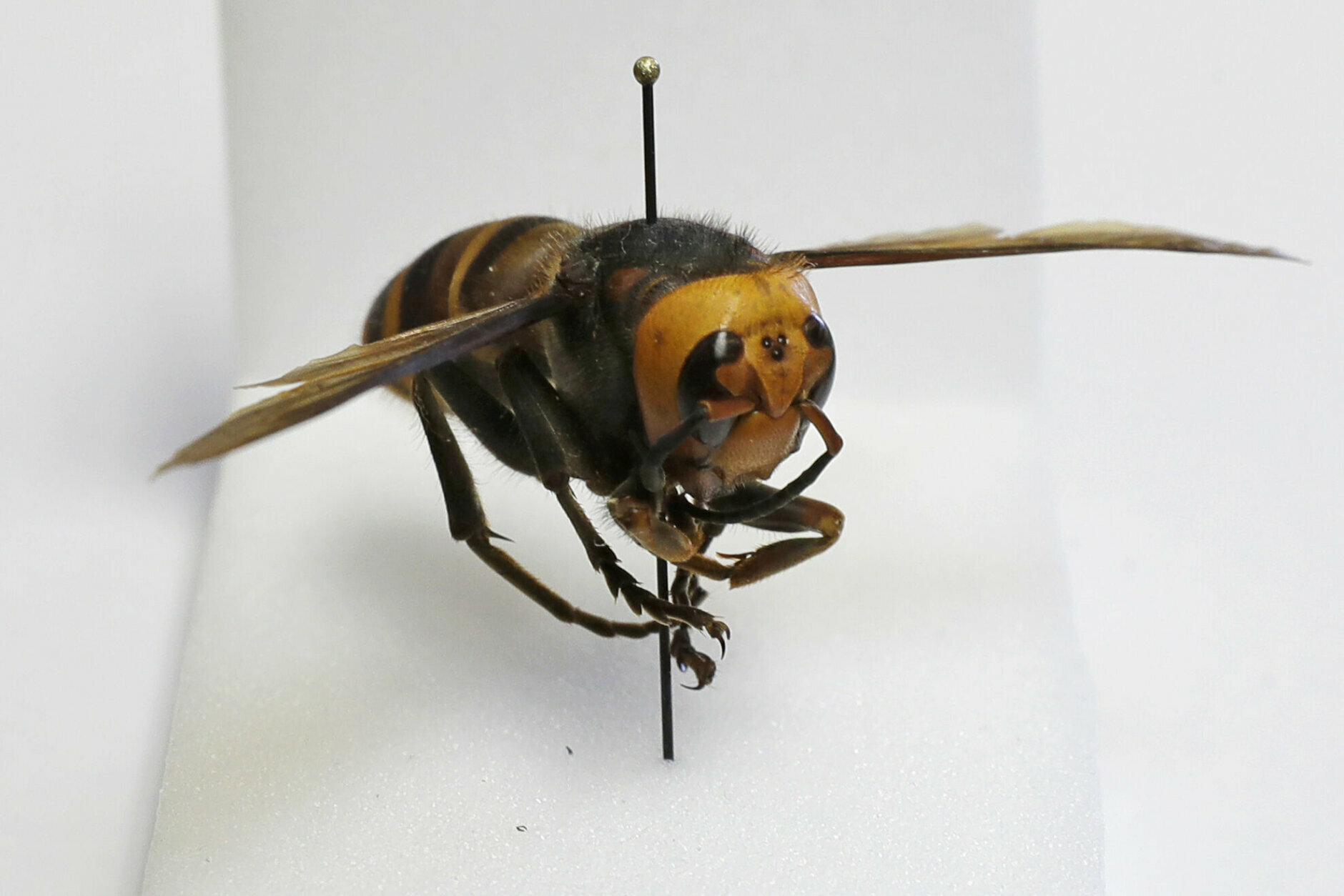 <p>An Asian giant hornet from Japan is displayed on a pin at the Washington state Department of Agriculture, Monday, May 4, 2020, in Olympia, Wash. The insect, which has been found in Washington state, is the world&#8217;s largest hornet, and has been dubbed the &#8220;Murder Hornet&#8221; in reference to its appetite for honey bees, and a sting that can be fatal to some people. (AP Photo/Ted S. Warren)</p>
