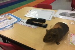 Guinea pig and school supplies on table.