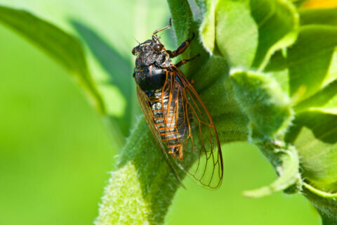Don’t bug out: 2021 will see emergence of ‘trillions of cicadas’
