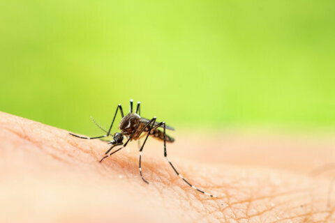 Mosquito maintenance: Maryland’s advice for homeowners
