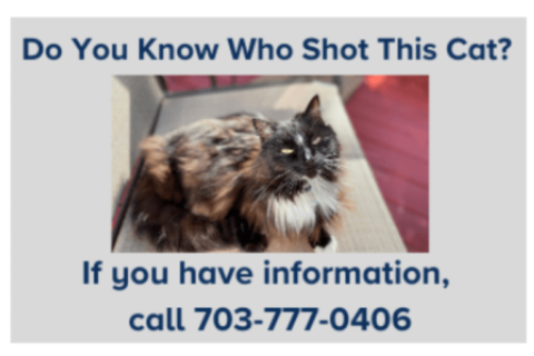 Who is shooting cats in Loudoun County?