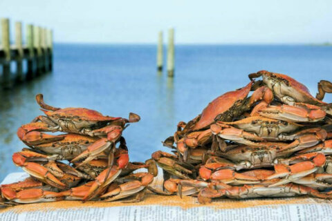 Cold spring may shield Maryland crab fishermen from disastrous 2020