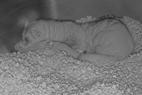6 newborn ferret kits can be temporarily viewed on webcam