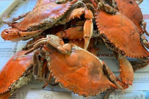 Md. crabbing industry fears long-term impacts of 2020 visa shortages