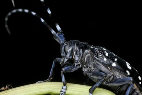 Fairfax officials: Be on lookout for destructive beetle