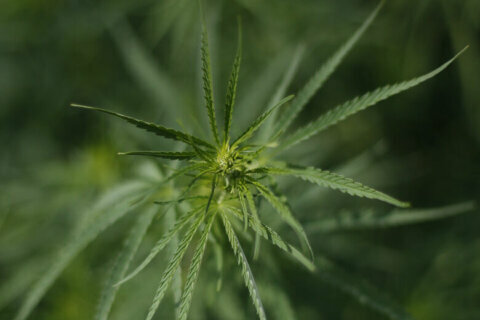 Regulations on hemp products could soon be tougher in Va.