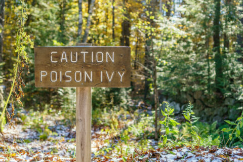 Trying to get rid of poison ivy? Catch it small, or in the fall, expert says