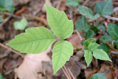 Three leaves, let it be: DC area doctors say poison ivy is creeping in early