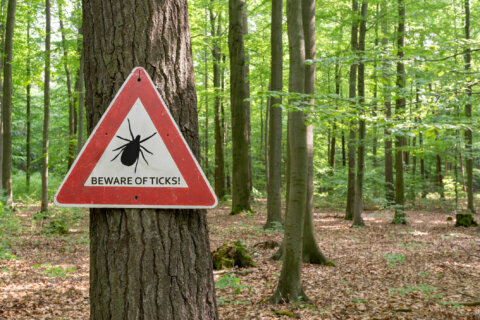 Lyme disease from summer ticks can spark symptoms similar to COVID-19