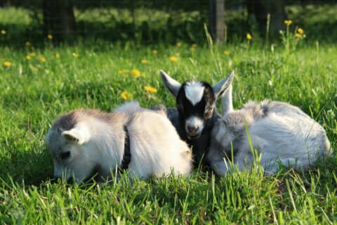 Howard Co. petting farm known for ‘coffee with goats’ livestream reopens