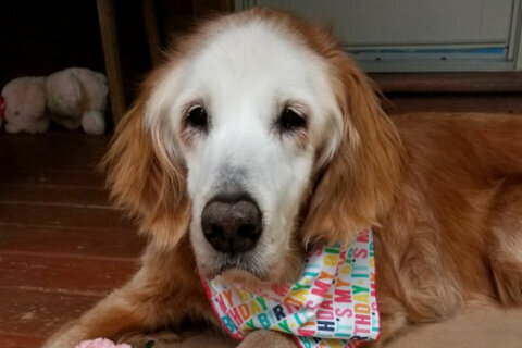 Oldest golden retriever in history celebrates 20 years