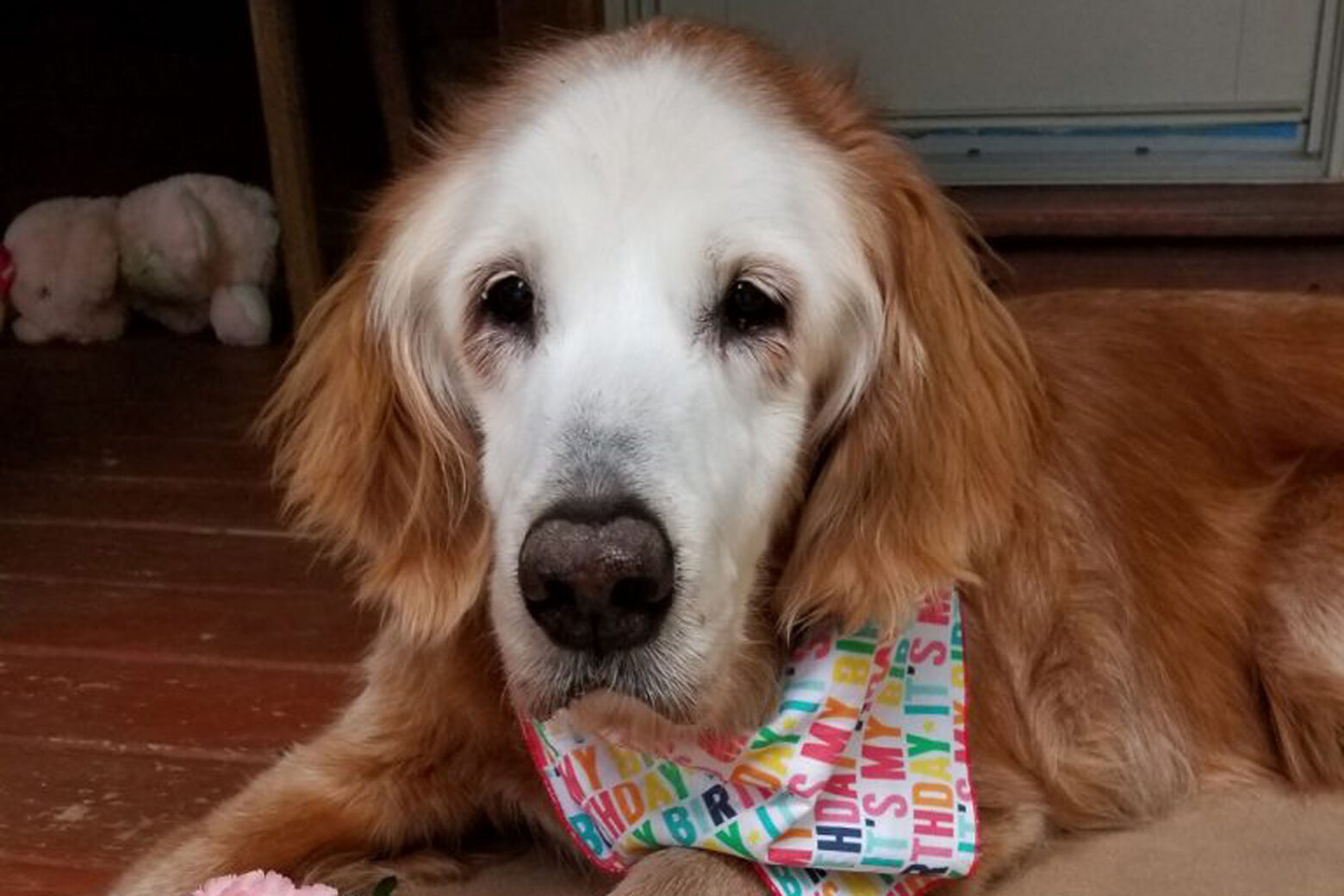 Oldest Golden Retriever In History Celebrates 20 Years Wtop